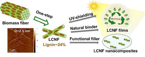  Cellulose Nanofibrils:  Unraveling the Potential for Lightweight and Sustainable Composites!